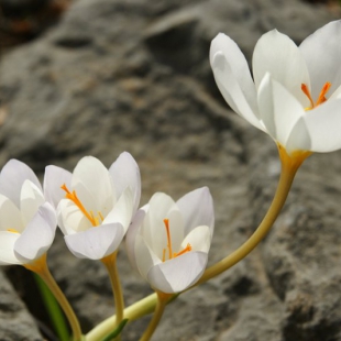 Crocus niveus